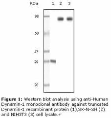DNM1 / Dynamin Antibody (clone 3G4B6)