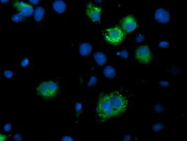 ILVBL Antibody (clone OTI2F1, Carrier-free)