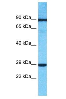 PIK3R6 Antibody (aa654-703)