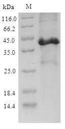 Mouse SCGB3A2 Protein (Recombinant GST-6His, N-terminus)