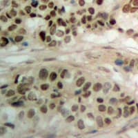 PBOV1 Antibody (Internal)
