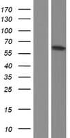 SGK1 / SGK Protein (Over-Expression Lysate Myc-DDK (Flag))