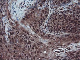 RNH1 Antibody (clone OTI2B1, Carrier-free)