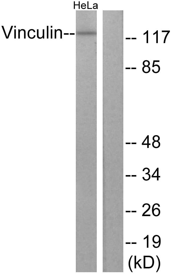 IHC-plus™ VCL / Vinculin Antibody (aa786-835)