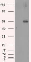 LIPG / Endothelial Lipase Antibody (clone OTI2E12, Carrier-free)