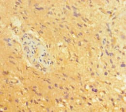 BRN2 / POU3F2 Antibody