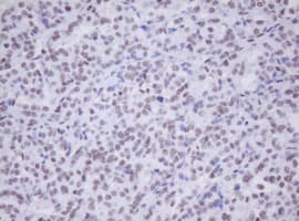 MORF4 Antibody (aa1-255, clone OTI5F2, Carrier-free)