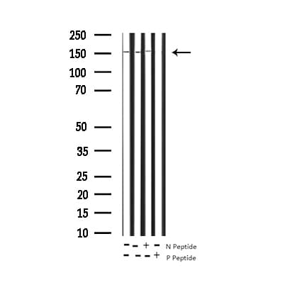 EGFR Antibody (phospho-Ser1071)