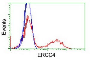ERCC4 / XPF Antibody (clone OTI2C2)