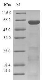 Human ZNF346 Protein (Recombinant GST, N-terminus)