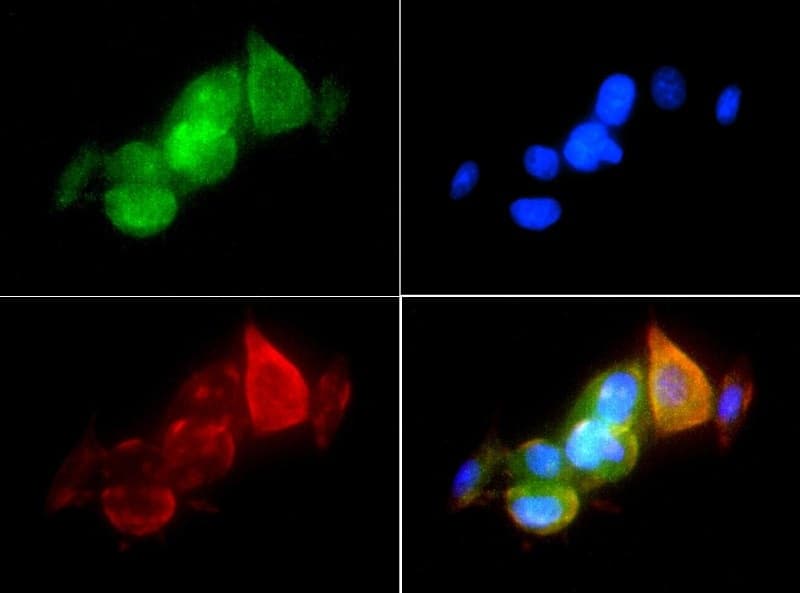 hsp90aa1.1 Antibody