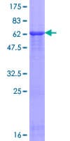 Human TAF5L Protein (Recombinant GST)