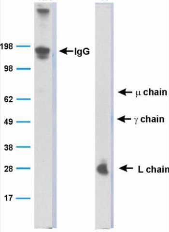 Bat Immunoglobulin Antibody (clone BT1-4F10)