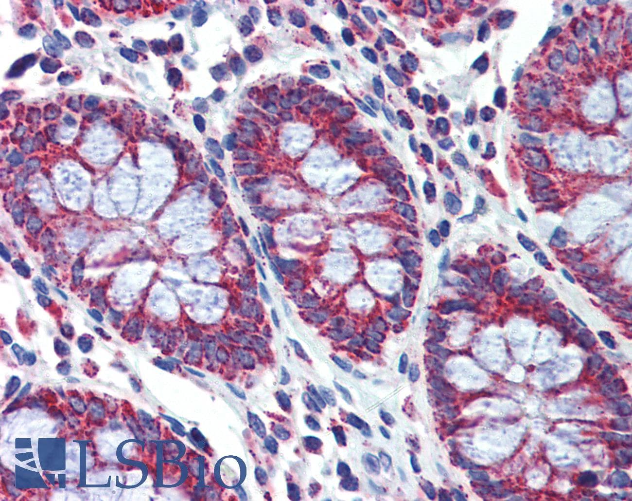 PGLS / 6PGL Antibody (C-Terminus)