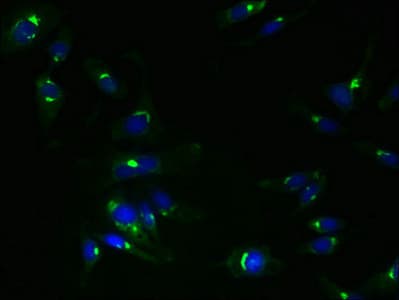 TMEM115 Antibody