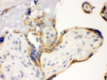 TLR7 / CD287 Antibody