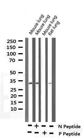 CDK1 / CDC2 Antibody (phospho-Tyr15)