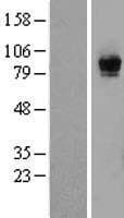 RASGRP1 / RASGRP Protein (Over-Expression Lysate Myc-DDK (Flag))