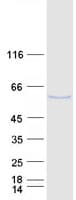 Human TRAF5 Protein (Recombinant Myc-DDK (Flag))