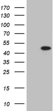 STX18 / Syntaxin 18 Antibody (aa1-285, clone OTI3A9, Carrier-free)