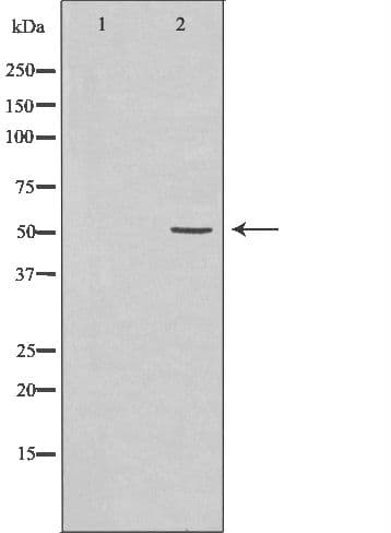 Polyclonal Rabbit anti-Human Selenium Binding Protein 1 Antibody (IHC, IF, WB)