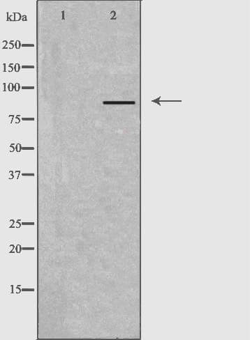 GFM2 Antibody