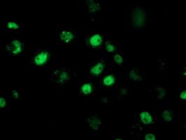 Monoclonal Mouse anti-Human RBBP7 / RbAp46 Antibody (clone OTI2D8, IHC, IF, WB)