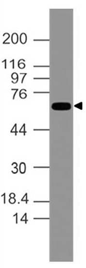 ATF2 Antibody