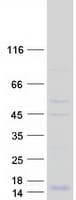 Human DAP10 Protein (Recombinant Myc-DDK (Flag))