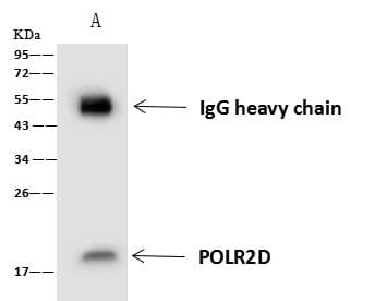 Polyclonal Rabbit anti-Human RPB16 / POLR2D Antibody (WB)