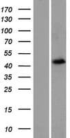 FOXD4L4 Protein (Over-Expression Lysate Myc-DDK (Flag))