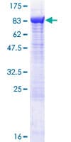 Human RNPEP Protein (Recombinant GST)