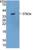 Statherin / STR Antibody (HRP)