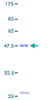 Human COPS8 / COP9 Protein (Recombinant GST)