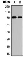 IHC-plus™ XRCC6 / Ku70 Antibody (N-Terminus)
