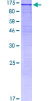 Human SRPK2 Protein (Recombinant GST)