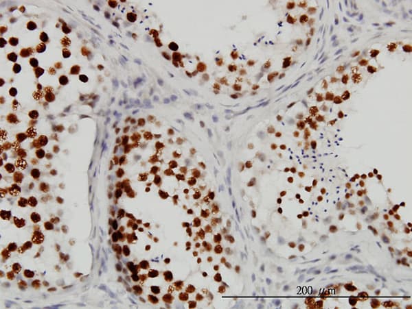 CSTF3 Antibody (clone 1D4)