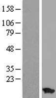 ATP5I Protein (Over-Expression Lysate Myc-DDK (Flag))