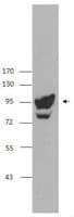 PDCD6IP / ALIX Antibody (clone 3A9)