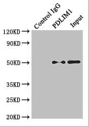 TUBA4A / TUBA1 Antibody