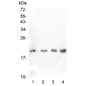Polyclonal Rabbit anti-Human IL-10 Antibody (WB)