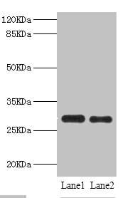 PSME1 Antibody