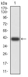 Complement C3 Antibody (clone 4C6A8)