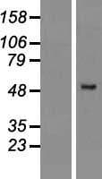 PRAMEF2 Protein (Over-Expression Lysate Myc-DDK (Flag))