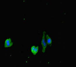 Polyclonal Rabbit anti-Human DOCK3 Antibody (IHC, IF)