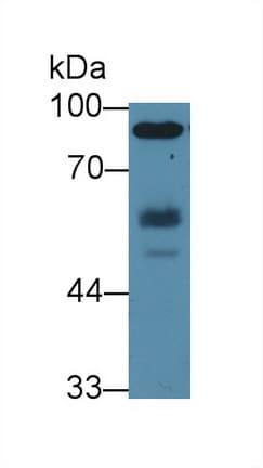 HCK Antibody (aa2-526, APC)