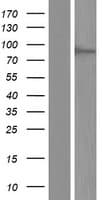 DNMT3B Protein (Over-Expression Lysate Myc-DDK (Flag))