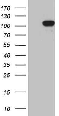 NIRF / UHRF2 Antibody (aa1-288, clone OTI4G10)