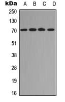 RELB Antibody (C-Terminus)
