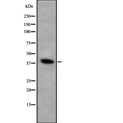 FOXI1 Antibody